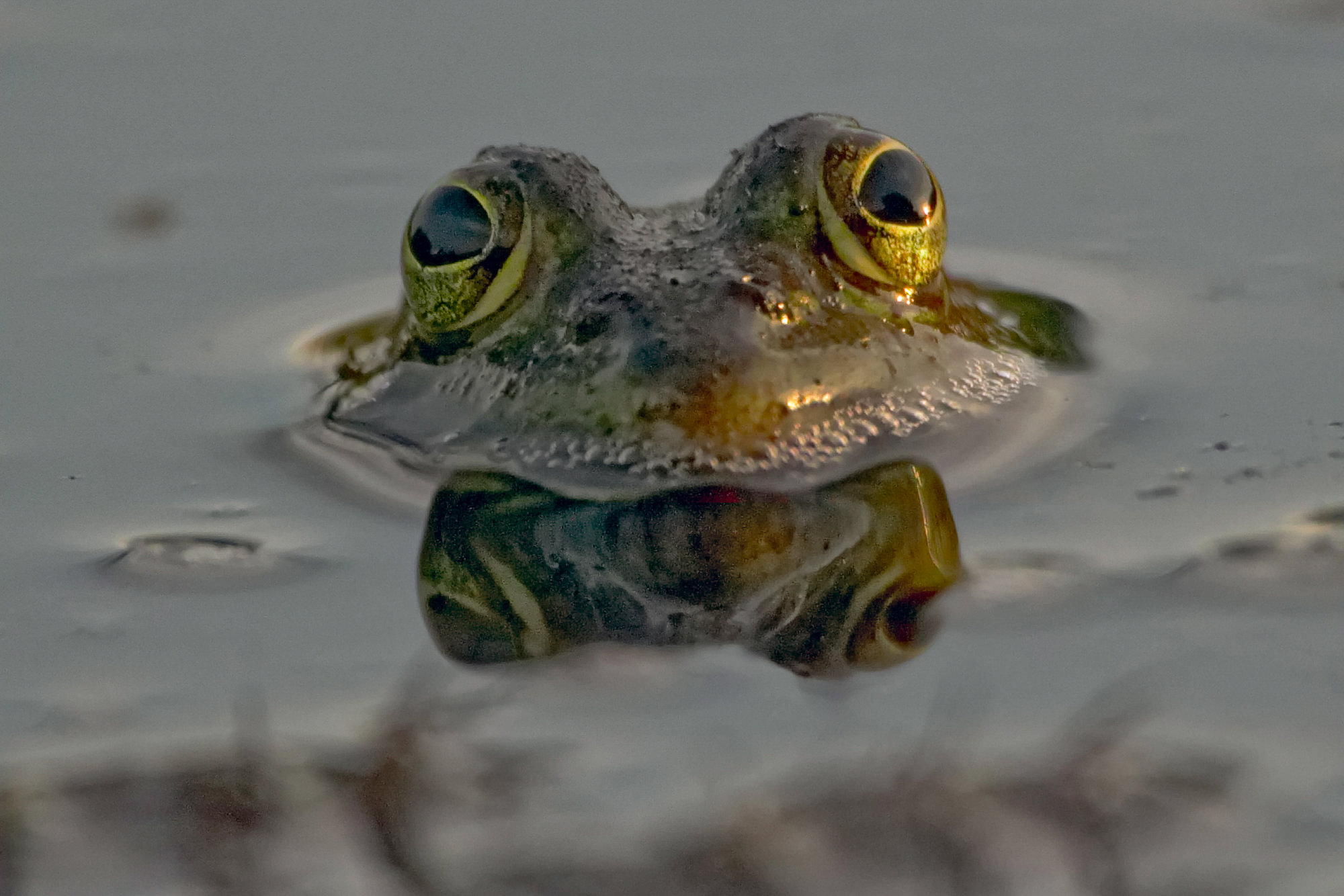 Water frog